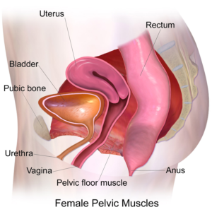 Pelvic_floor-300x300-1